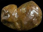 Shark Coprolite (Fossil Poo) - South Carolina #50012-1